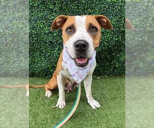 American Bulldog-Unknown Mix Dogs for adoption in Naples, FL, USA