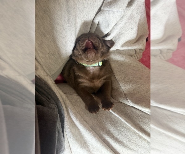 Medium Photo #15 Pug Puppy For Sale in BLOOMINGTON, IL, USA