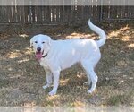 Small Photo #17 Great Pyrenees Puppy For Sale in Garland, TX, USA