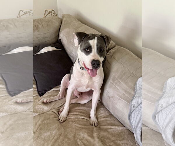 Medium Photo #15 Mutt Puppy For Sale in Doylestown, PA, USA