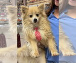 Small Pomeranian