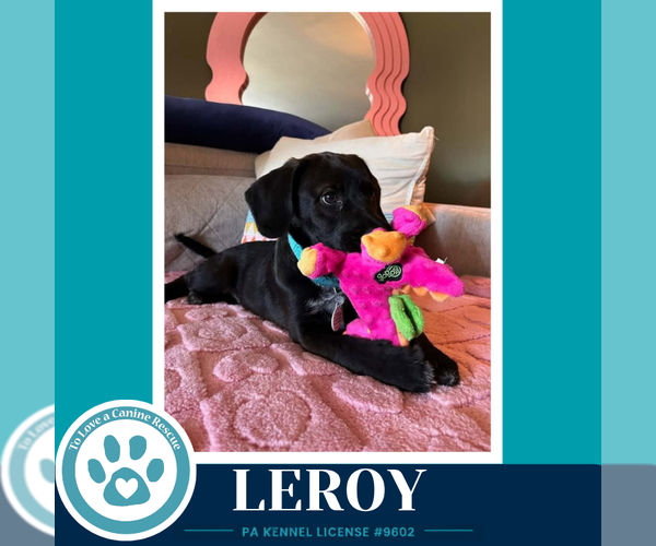 Medium Photo #1 Labrador Retriever-Unknown Mix Puppy For Sale in Kimberton, PA, USA