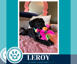 Labrador Retriever-Unknown Mix Dogs for adoption in Kimberton, PA, USA