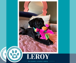 Leroy ( L Crew) 102426 - Male Labrador Retriever-Unknown Mix Dog for Adoption - Small photo