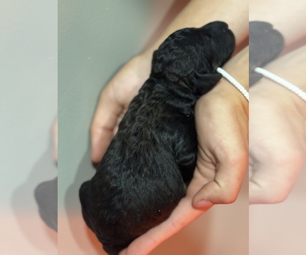 Medium Photo #4 Poodle (Standard) Puppy For Sale in LONGMONT, CO, USA