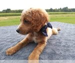 Small Photo #3 Cavapoo Puppy For Sale in MEADVILLE, PA, USA