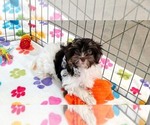 Piper - Female Havashire Puppy for Sale - Photo #3