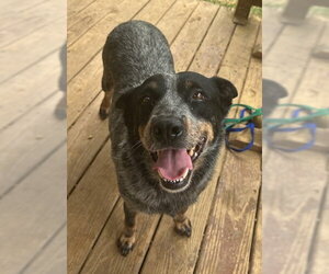 Mutt Dogs for adoption in Wetumpka, AL, USA