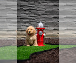 Puppy Pink Collar Goldendoodle