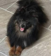 Pomeranian Puppy for sale in AKRON, OH, USA