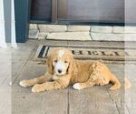 Small #3 Goldendoodle