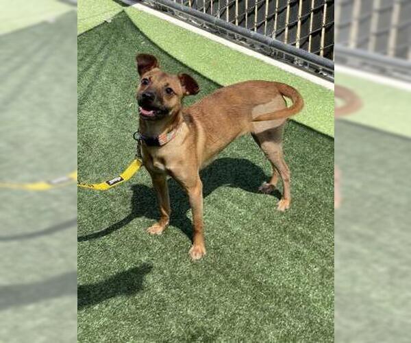 Medium Photo #3 Mutt Puppy For Sale in Pleasanton, CA, USA
