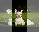 Puppy Bentley French Bulldog