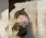 Small Photo #3 Mal-Shi-Shih Tzu Mix Puppy For Sale in SAN ANTONIO, TX, USA