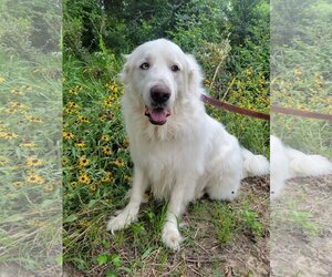 Great Pyrenees Dogs for adoption in Spring, TX, USA