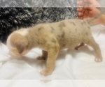 Small Photo #21 American Bully Puppy For Sale in LAKE STATION, IN, USA