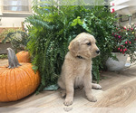 Puppy Blackey Golden Retriever
