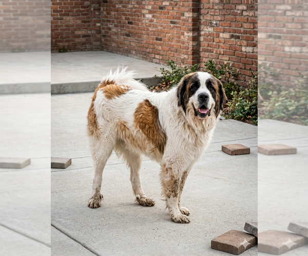 Medium Photo #1 Saint Bernard Puppy For Sale in Vail, AZ, USA