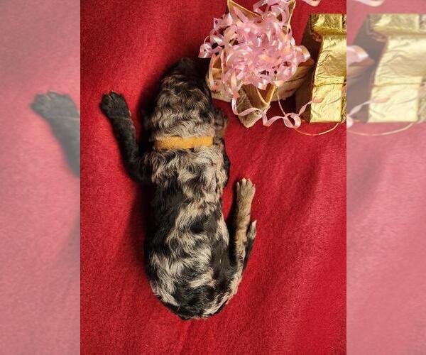 Medium Photo #1 Goldendoodle Puppy For Sale in JACKSONVILLE, FL, USA