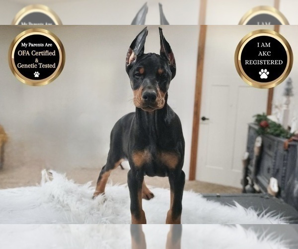 Medium Photo #89 Doberman Pinscher Puppy For Sale in WARSAW, IN, USA