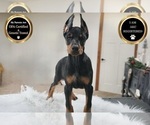 Small #10 Doberman Pinscher
