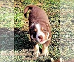 Small Photo #43 Border Collie Puppy For Sale in BYBEE, TN, USA