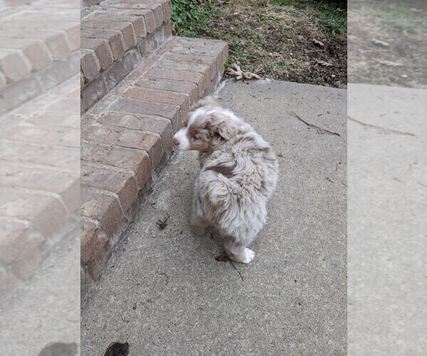 Medium Photo #3 Australian Shepherd Puppy For Sale in NIANGUA, MO, USA