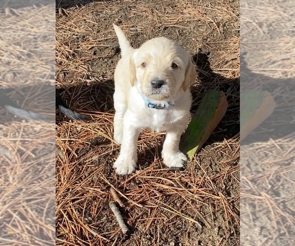 Medium Photo #1 Labradoodle Puppy For Sale in BLACK FOREST, CO, USA