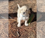 Small Photo #1 Labradoodle Puppy For Sale in BLACK FOREST, CO, USA