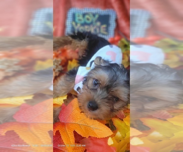 Medium Photo #24 Yorkshire Terrier Puppy For Sale in AKRON, OH, USA