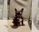 Small Photo #21 French Bulldog Puppy For Sale in PALMETTO, GA, USA