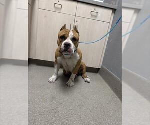 Mutt Dogs for adoption in Las Vegas, NV, USA