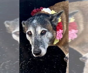 Mutt Dogs for adoption in Stevens Point, WI, USA