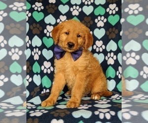 Double Doodle Puppy for sale in NOTTINGHAM, PA, USA