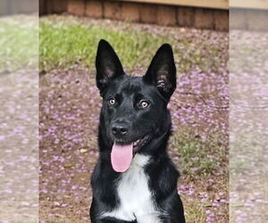 Labrador Retriever Dogs for adoption in Cary, NC, USA