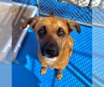 Small German Shepherd Dog Mix