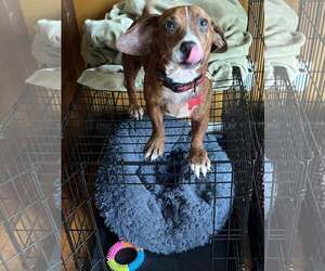 Candy - Female Dachshund-Unknown Mix Dog for Adoption - Photo #4