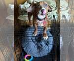 Small Photo #4 Dachshund-Unknown Mix Puppy For Sale in Mount Laurel, NJ, USA