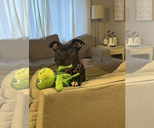 Medium Photo #9 Mutt Puppy For Sale in Springdale, PA, USA