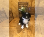 Small Photo #1 Australian Shepherd Puppy For Sale in TIMBO, AR, USA