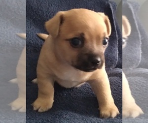 Chihuahua Puppy for sale in POYNETTE, WI, USA