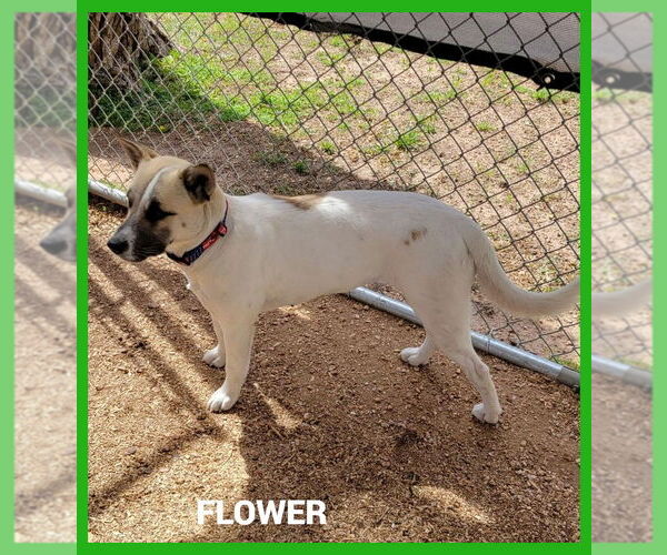 Medium Photo #2 Akita-Unknown Mix Puppy For Sale in Granbury, TX, USA