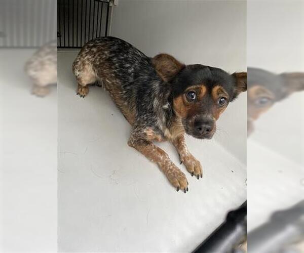 Medium Photo #1 Mutt Puppy For Sale in Houston, TX, USA