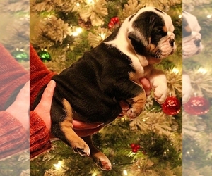 Olde English Bulldogge Puppy for sale in HOOKERTON, NC, USA