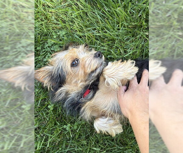 Medium Photo #3 Mutt Puppy For Sale in Allentown,, PA, USA