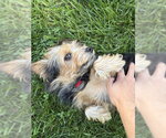 Small Photo #3 Mutt Puppy For Sale in Allentown,, PA, USA