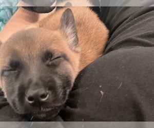 Belgian Malinois Puppy for Sale in CONYERS, Georgia USA