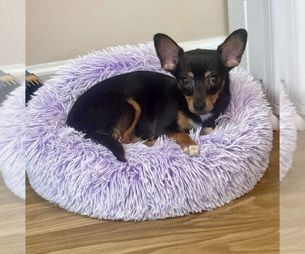 Medium Photo #1 Chihuahua Puppy For Sale in Spring Lake, NC, USA