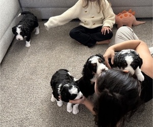 Miniature Bernedoodle Litter for sale in IDAHO FALLS, ID, USA