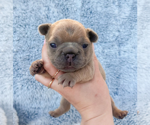 French Bulldog Dog for Adoption in FERNDALE, Washington USA